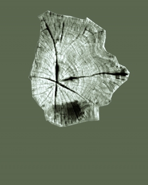 ModernOld Wood Texture