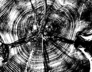 ModernOld Wood Texture