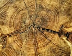 ModernOld Wood Texture