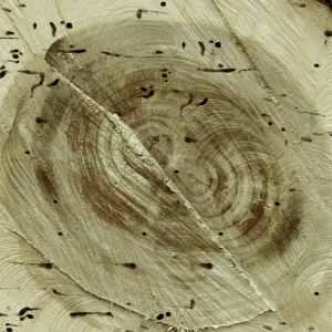 ModernOld Wood Texture