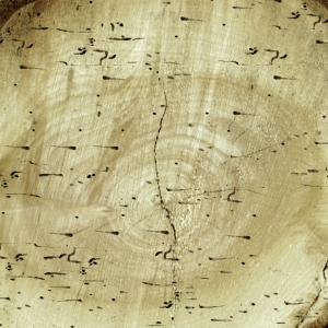 ModernOld Wood Texture