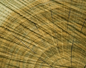 ModernOld Wood Texture
