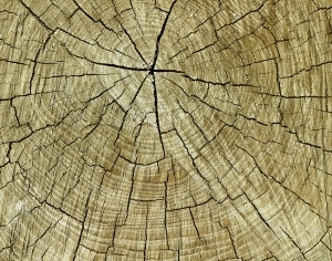 ModernOld Wood Texture