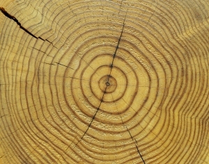 ModernOld Wood Texture