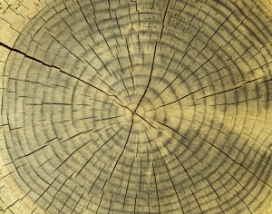 ModernOld Wood Texture