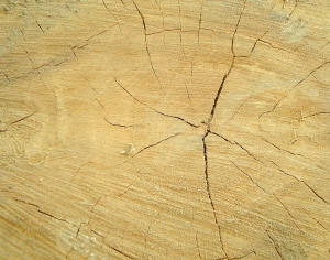 ModernOld Wood Texture