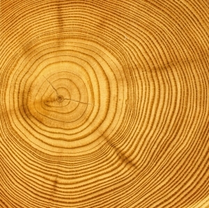 ModernOld Wood Texture