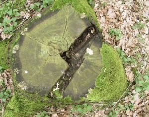 ModernOld Wood Texture