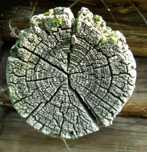 ModernOld Wood Texture