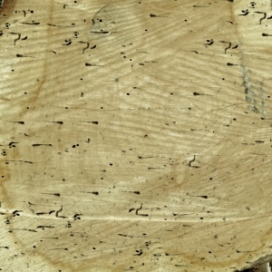 ModernOld Wood Texture