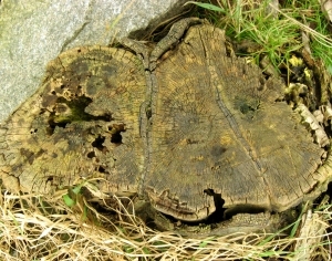 ModernOld Wood Texture