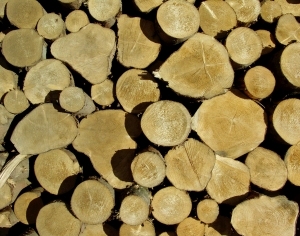 ModernOld Wood Texture