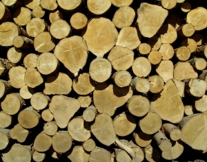 ModernOld Wood Texture