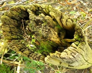 ModernOld Wood Texture