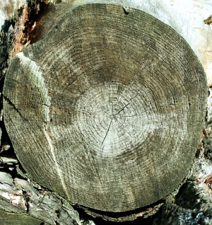 ModernOld Wood Texture