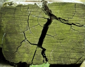 ModernOld Wood Texture