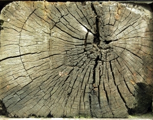 ModernOld Wood Texture