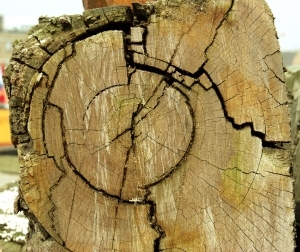 ModernOld Wood Texture