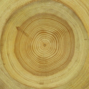 ModernOld Wood Texture