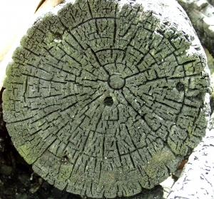 ModernOld Wood Texture