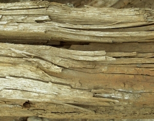 ModernOld Wood Texture