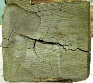 ModernOld Wood Texture