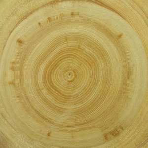 ModernOld Wood Texture