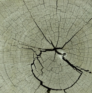 ModernOld Wood Texture