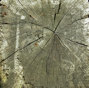 ModernOld Wood Texture