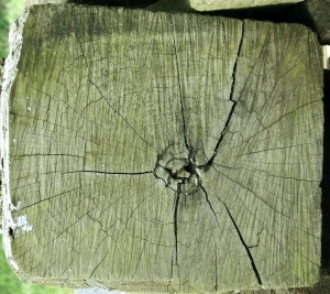 ModernOld Wood Texture