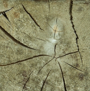 ModernOld Wood Texture