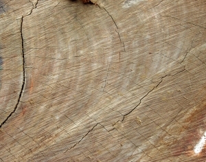 ModernOld Wood Texture