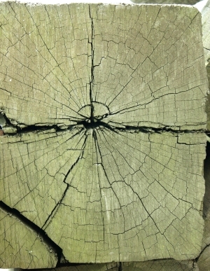 ModernOld Wood Texture