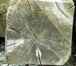 ModernOld Wood Texture