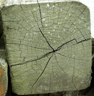 ModernOld Wood Texture