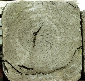 ModernOld Wood Texture