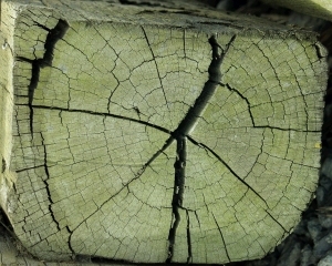 ModernOld Wood Texture