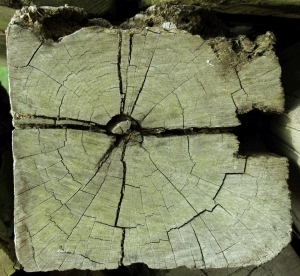 ModernOld Wood Texture