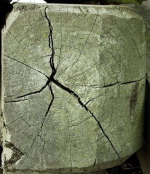 ModernOld Wood Texture