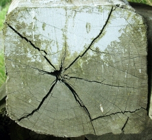 ModernOld Wood Texture