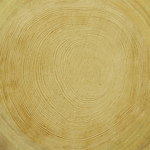 ModernOld Wood Texture