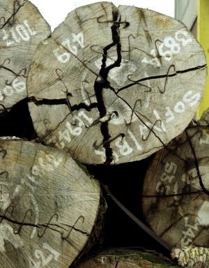 ModernOld Wood Texture