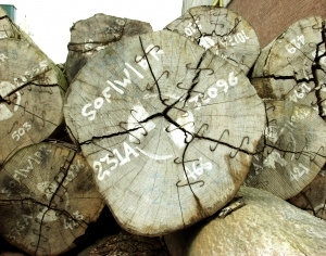 ModernOld Wood Texture