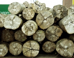 ModernOld Wood Texture