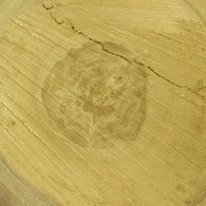 ModernOld Wood Texture