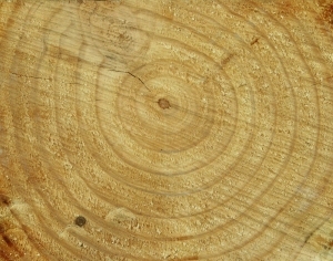 ModernOld Wood Texture