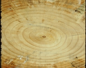 ModernOld Wood Texture