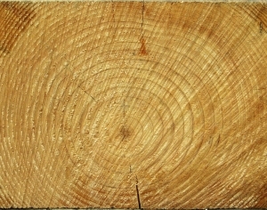 ModernOld Wood Texture