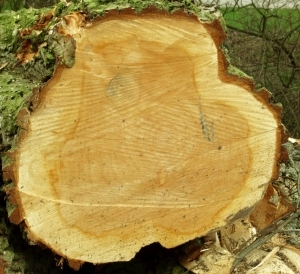 ModernOld Wood Texture