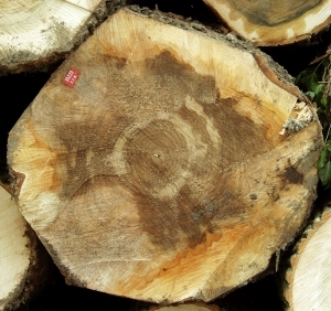 ModernOld Wood Texture